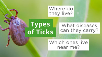 Types of Ticks: Identification, Species & Diseases they Carry
