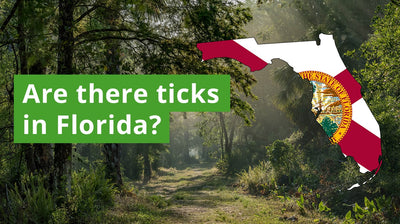 Are There Ticks in Florida? A Guide to Florida Tick Species