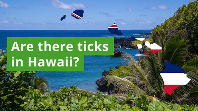 Are There Ticks in Hawaii? A Guide to Hawaii Tick Species