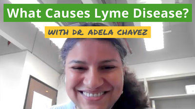 What Causes Lyme Disease?