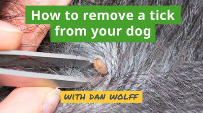 How to Remove a Tick from Your Dog and What to Do Next