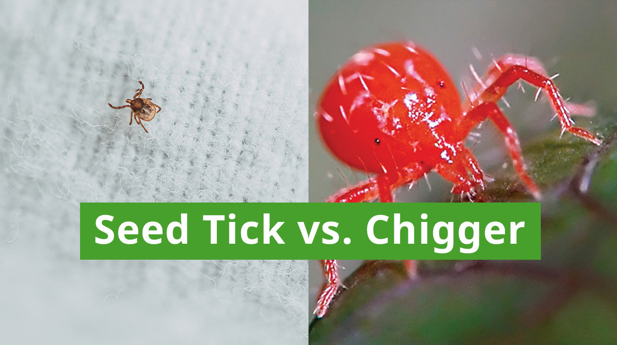 Differences Between Seed Ticks and Chiggers Insect Shield