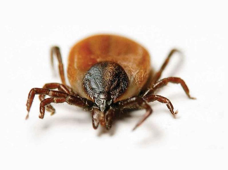 CDC and NIOSH Award $2 Million Grant for Lyme Disease Prevention Study ...