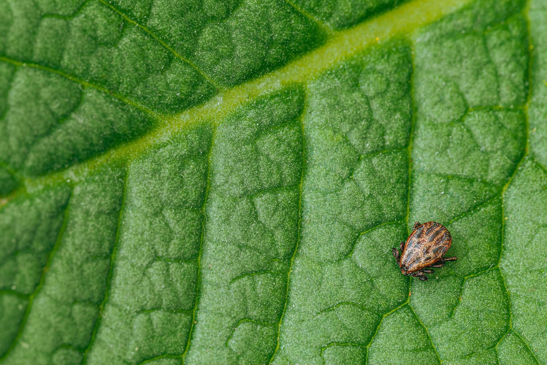 Tick on a Leaf