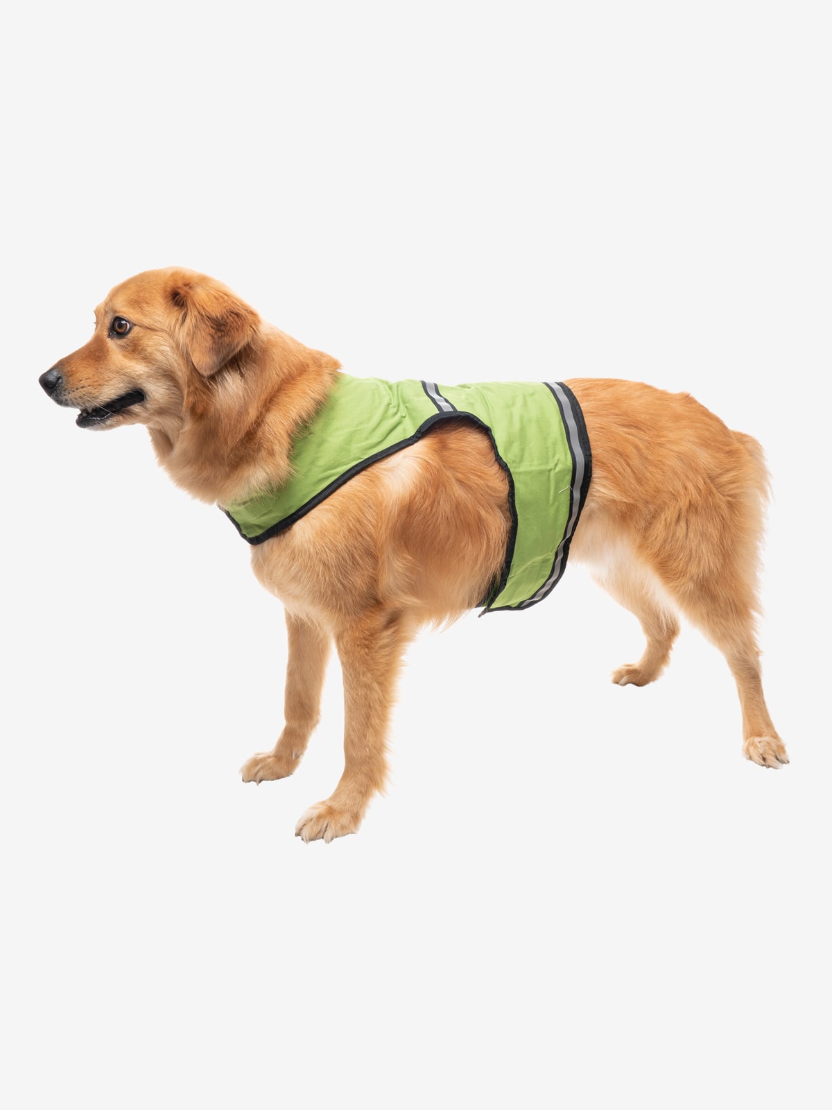 Insect shield breathable dog vest new arrivals