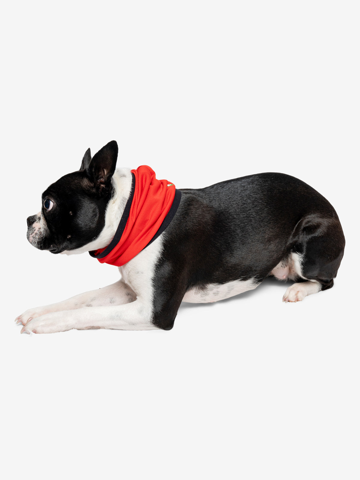 Insect Shield for Pets Airflow Gaiter