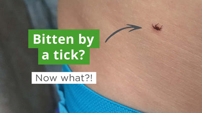 What To Do if You Get Bitten by a Tick