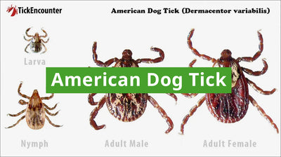 American Dog Tick Guide: How to Identify, Diseases Carried, and Where They are Found