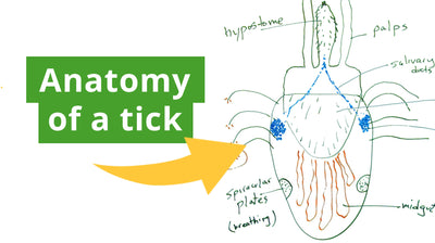 The Anatomy of a Tick and How Permethrin Works on Them