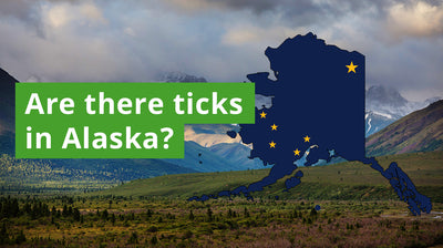 Are There Ticks in Alaska? A Guide to Alaska Tick Species