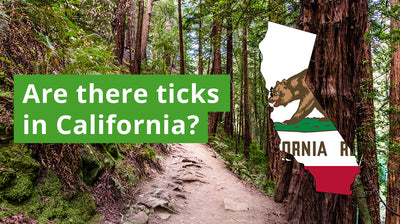 Are There Ticks in California? A Guide to California Tick Species