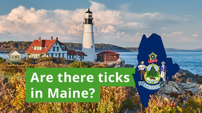 Are There Ticks in Maine? A Guide to Maine Tick Species