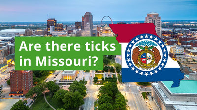 Are There Ticks in Missouri? A Guide to Missouri Tick Species