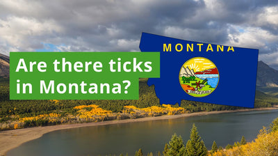 Are There Ticks in Montana? A Guide to Montana Tick Species