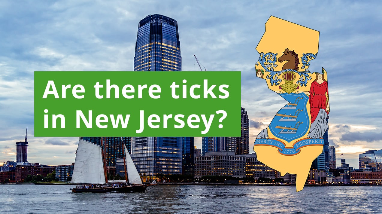 Are There Ticks in New Jersey? A Guide to New Jersey Tick Species ...