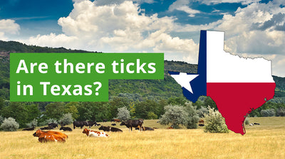 Are There Ticks in Texas? A Guide to Texas Tick Species