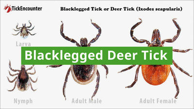 Blacklegged Tick (Deer Tick) Guide: How to Identify, Diseases Carried, and Where They are Found
