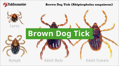 Brown Dog Ticks Guide: How to Identify, Diseases Carried, and Where They are Found