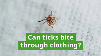 Can Ticks Bite Through Clothing?