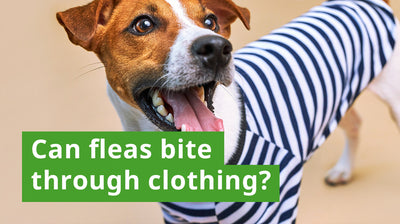 Can Fleas Bite Through Clothing?