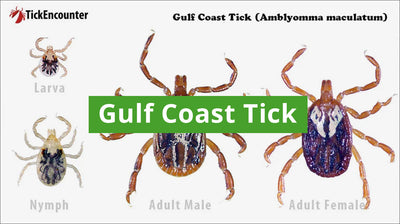 Gulf Coast Tick Guide: How to Identify, Diseases Carried, and Where They are Found