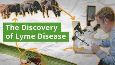 The Discovery of Lyme Disease: How It Was Identified & Studied
