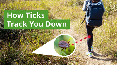 How Ticks Hunt: The Science Behind How Ticks Find You