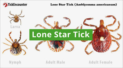 Lone Star Tick Guide: How to Identify, Diseases Carried, and Where They are Found