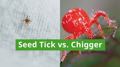 Differences Between Seed Ticks and Chiggers