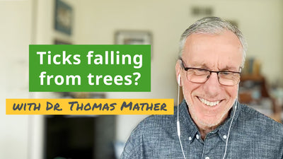 Do ticks fall from trees?