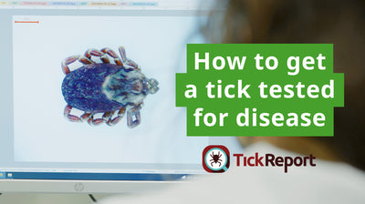 How to Get a Tick Tested for Disease