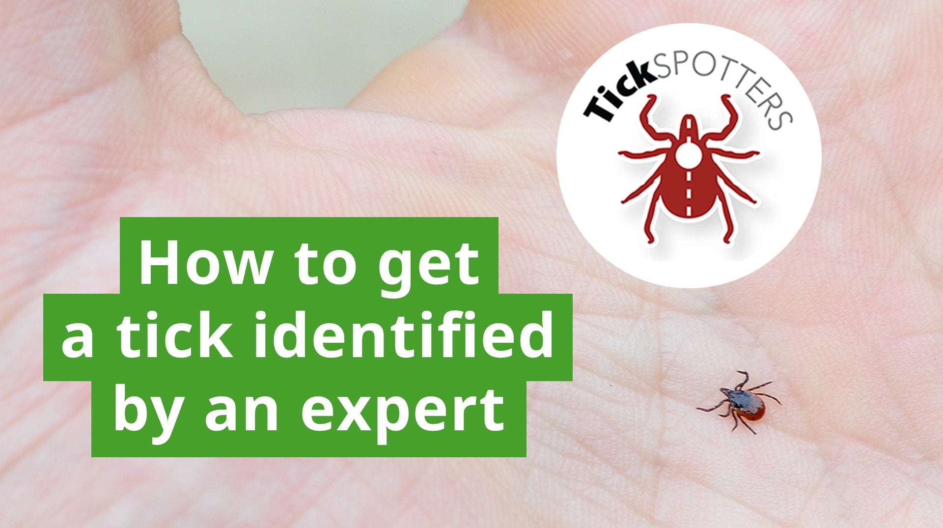 The Best Thing You Can Do After Finding A Tick Insect Shield The Best Thing You Can Do After Finding A Tick Insect Shield