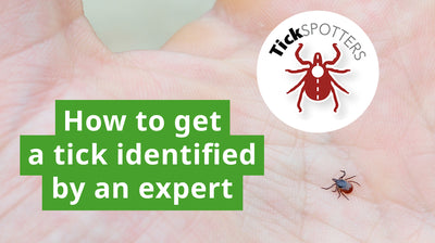 Tick Identification: The Best Thing You Can do After Finding a Tick