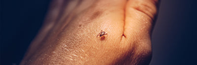 10 of the Best Resources for Tick and Lyme Disease Information