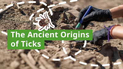 Ticks in History: Their Evolution & Impact