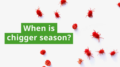 When Is Chigger Season?