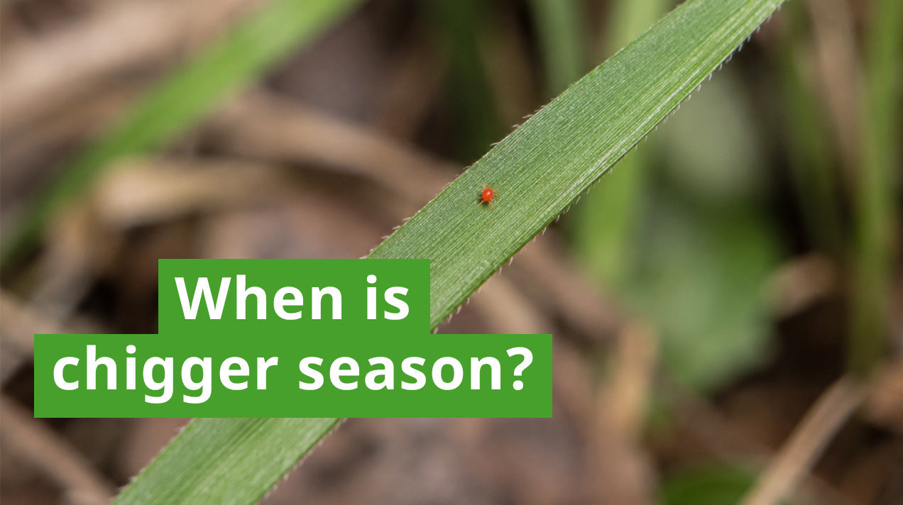 When Is Chigger Season? Timing, Activity, and Prevention Tips – Insect ...