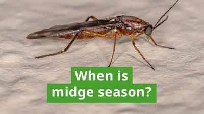 When Is Midge Season?