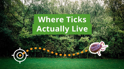 Where Do Ticks Live? Understanding Tick Habitats