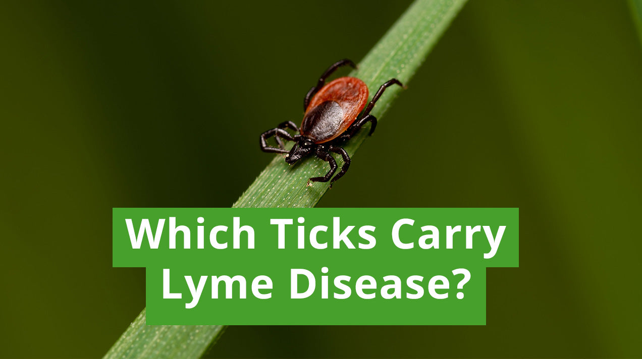 Which Ticks Carry Lyme Disease? – Insect Shield