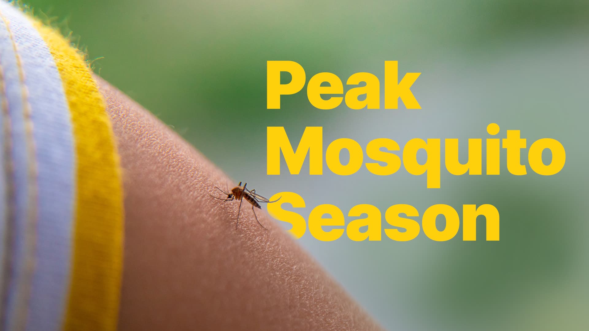 Is Mosquito Season Getting Longer? What to Know by Region – Insect Shield