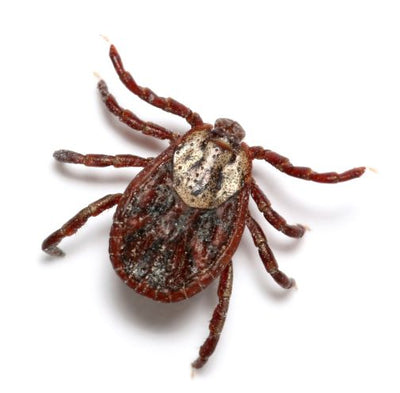 New Report Reveals Lyme Disease in all 50 States and Recent CDC Study Confirms Efficacy of Insect Shield Permethrin-Treated Clothing