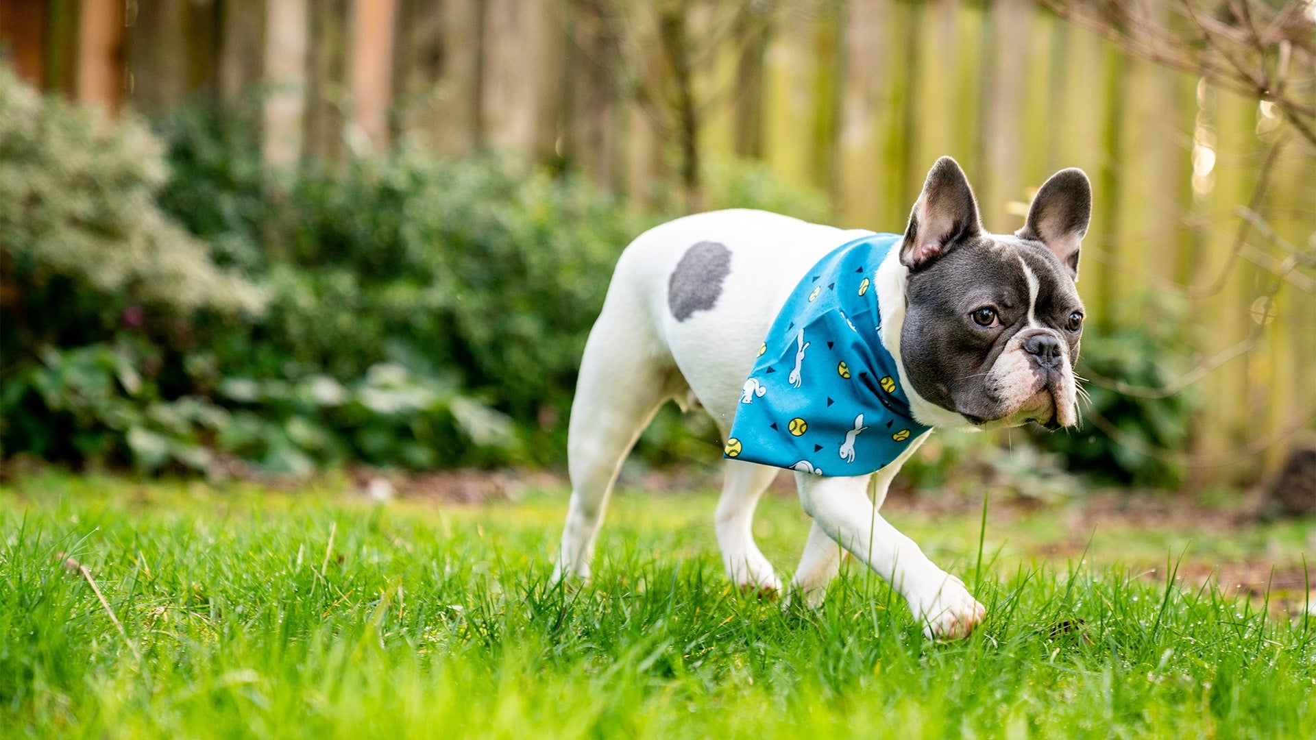 Insect Repellent Clothing for Pets