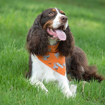 Dog's Insect Repellent Bandana