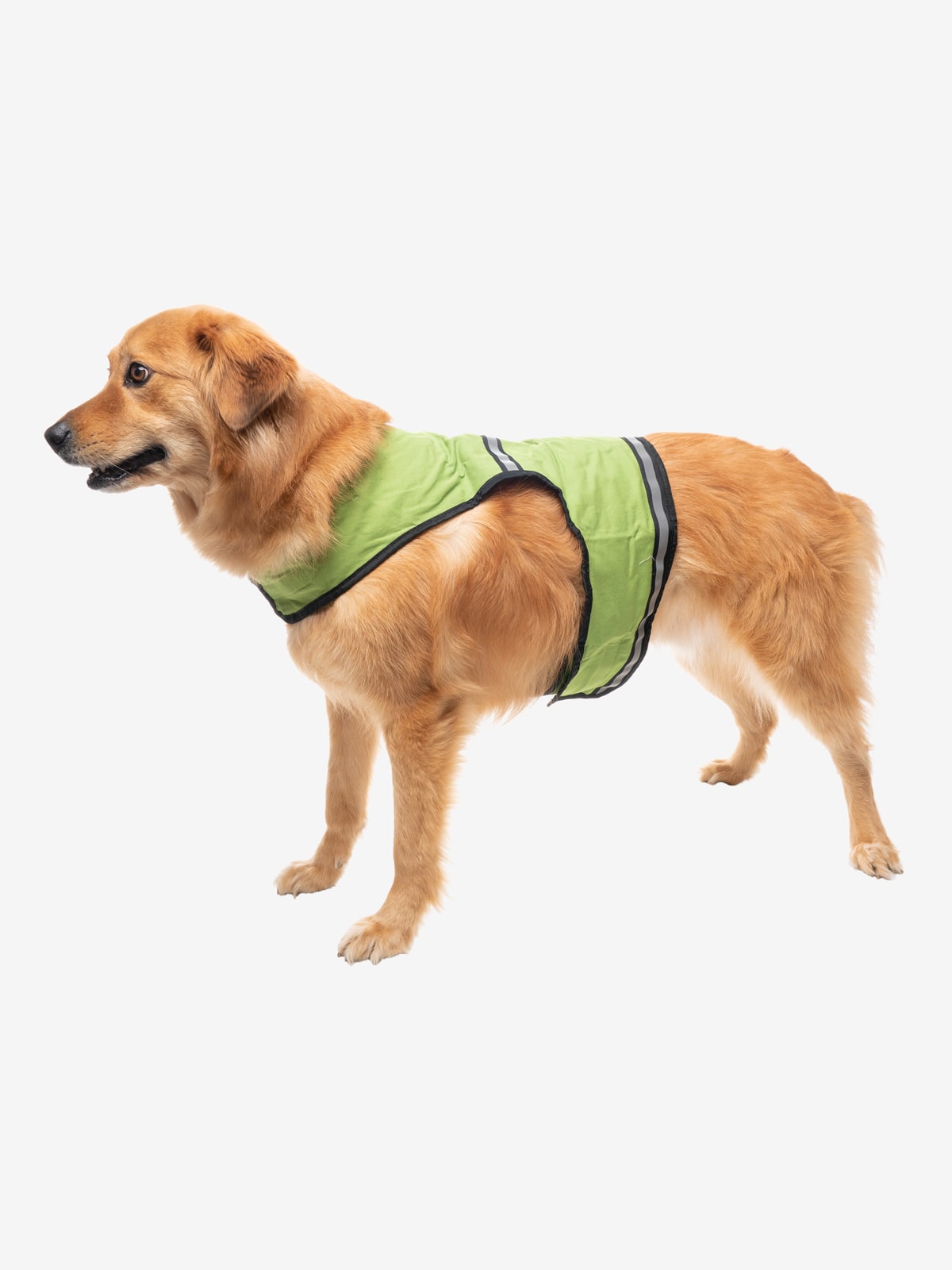 Insect Shield Protective Safety Vest for Dogs