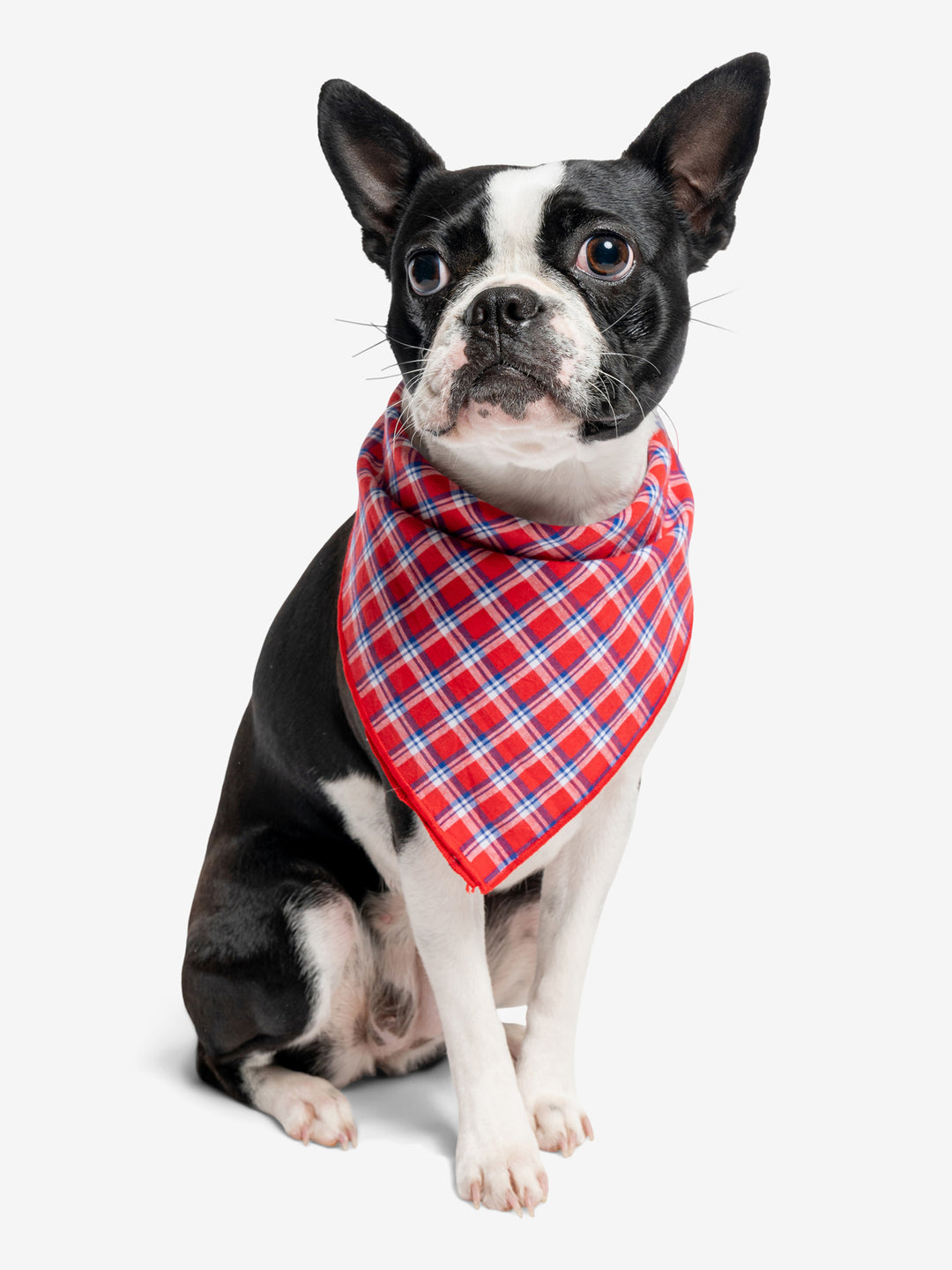 Insect Repellent Trail Dog Bandanas Insect Shield
