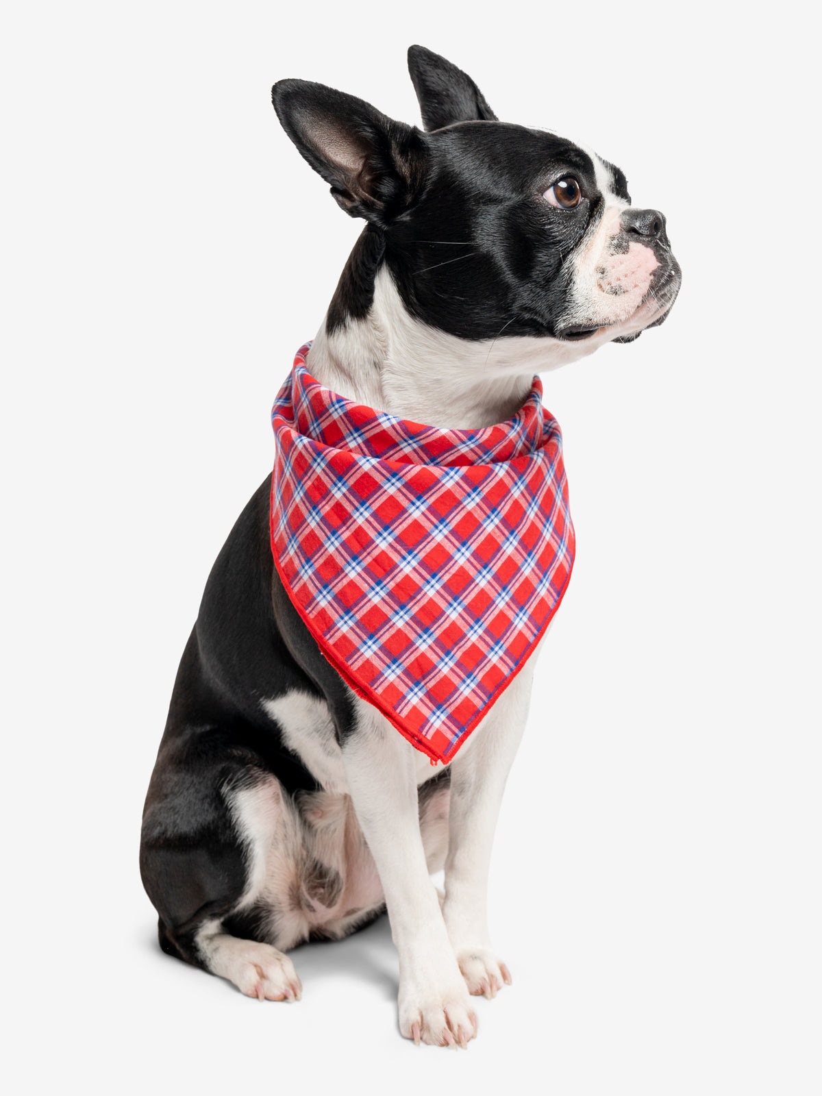 Tartan bandana on sale for dogs