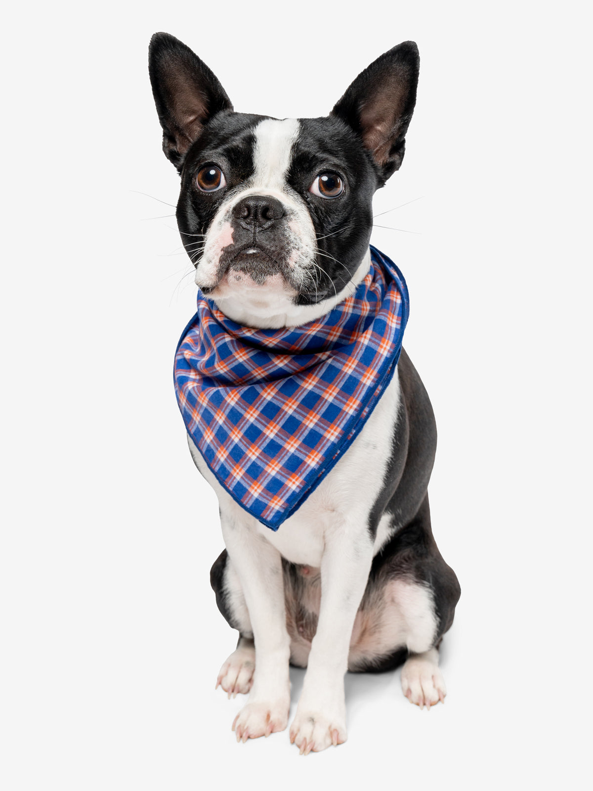 Insect shield shop dog bandana