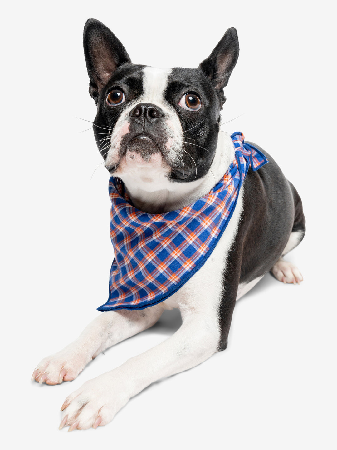 Insect Shield for Pets Trail Dog Bandana Size Large XL Royal Plaid 100 Cotton