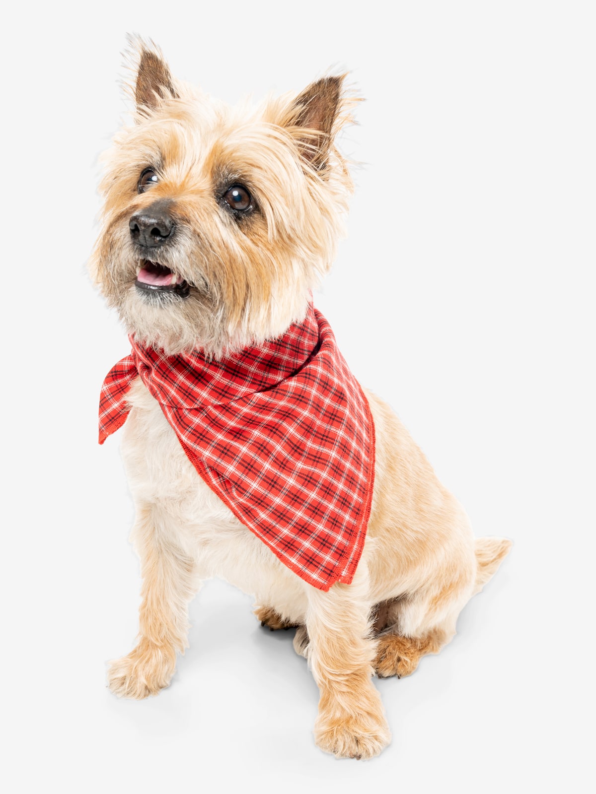 Insect Shield for Plaid Pet Bandana